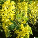 Laburnum anagyroides